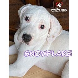 Thumbnail photo of Beagle Litter: Snowflake NO LONGER ACCEPTING APPLICATIONS #2