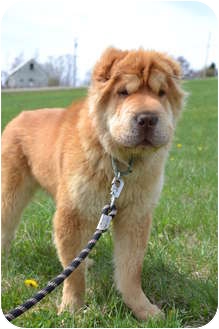Nashua Nh Golden Retriever Meet Scooby Doo A Pet For Adoption