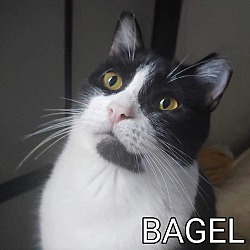 Photo of Bagel (sweet kitty) lowFee