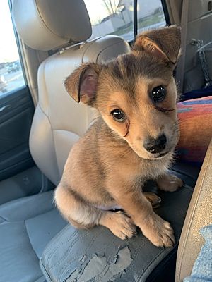 Twin Falls, ID - Chihuahua. Meet Otis a Pet for Adoption - AdoptaPet.com