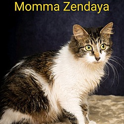 Photo of Momma Zendaya *Featured at the Pet Supplies Plus in Eldersburg, MD*