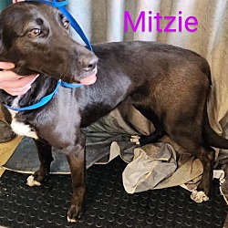 Thumbnail photo of Mitzie #2