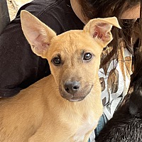 adopt a pet