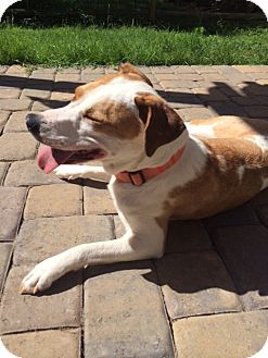 coonhound jack russell mix