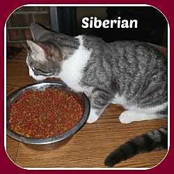 Photo of SIBERIAN