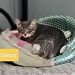 Photo of COLEUS