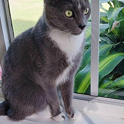 Photo of Cosmo (Russian blue mix)