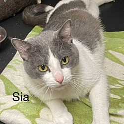 Photo of Sia (huntsville Petsmart)