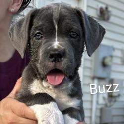 Photo of Buzz