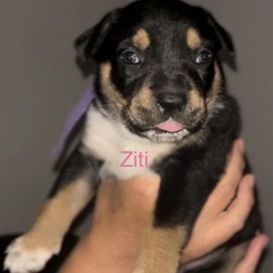 Thumbnail photo of Ziti/ Ursula #1