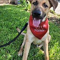 adopt a pet