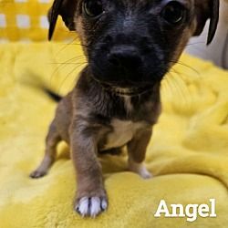 Thumbnail photo of Angel #2