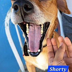 Thumbnail photo of Shorty #1