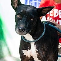 adopt a pet