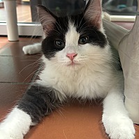 adopt a pet