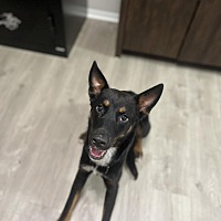 adopt a pet