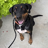 adopt a pet