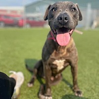 adopt a pet