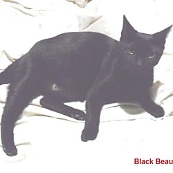 Thumbnail photo of Black Beauty #1