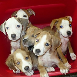 Thumbnail photo of collie/lab pups #3