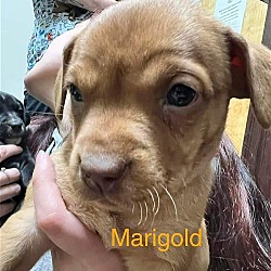 Thumbnail photo of Marigold #3