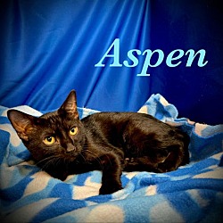 Thumbnail photo of Aspen #1