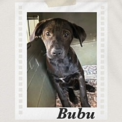 Thumbnail photo of Bubu #2