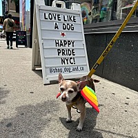 adopt a pet