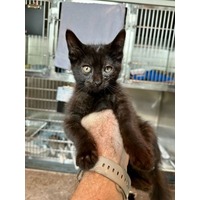 adopt-pet