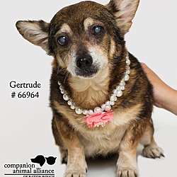 Thumbnail photo of Gertrude  (Foster) #3