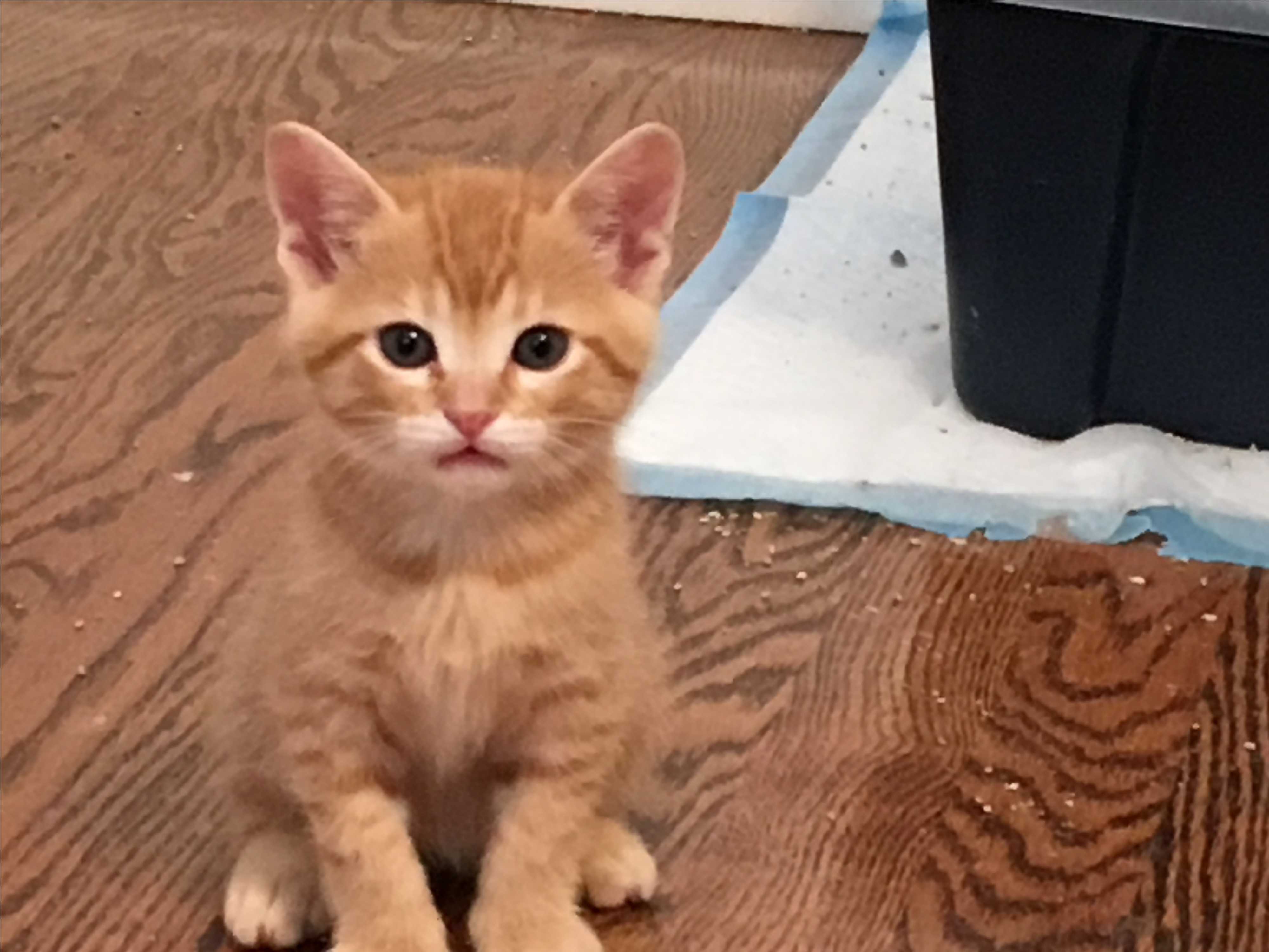 2 week old orange tabby kitten