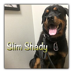 Thumbnail photo of Slim Shady #1