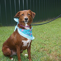 Photo of Honey/adopted