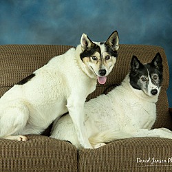 bonded pet photo