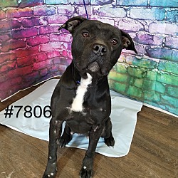 Photo of Belle