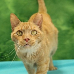 Photo of O.C.- Regal Resident, Adoption Fees Waived!