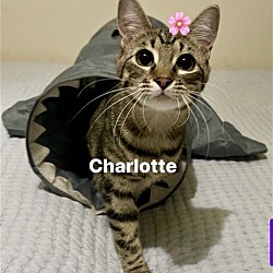 Photo of Charlotte