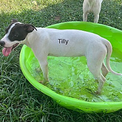 Thumbnail photo of Tilly #3
