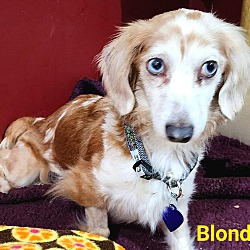 Photo of Blondie