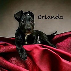 Thumbnail photo of Orlando #1