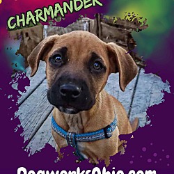 Thumbnail photo of Charmander #1