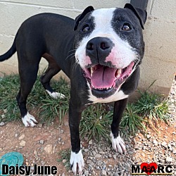 Thumbnail photo of Daisy June #4