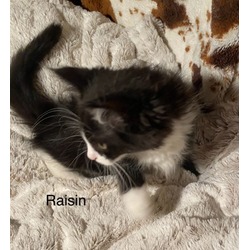 Photo of Raisin