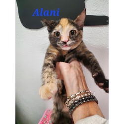 Thumbnail photo of Alani #3