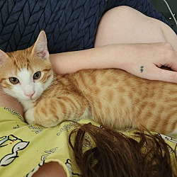 Thumbnail photo of Tigger #1