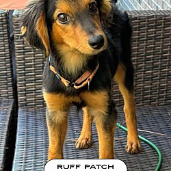 Thumbnail photo of Ruff Patch #1