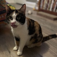 adopt a pet