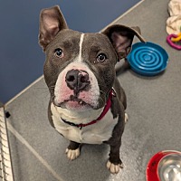 adopt a pet