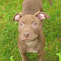 adopt-pet