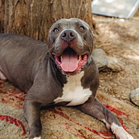 adopt a pet